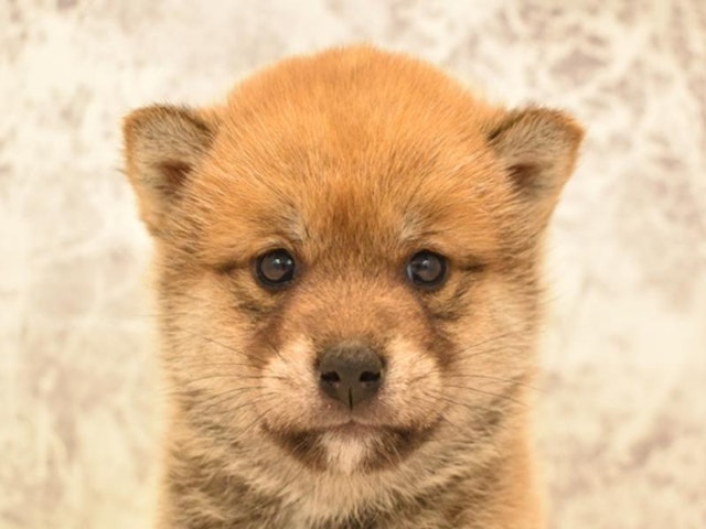 千葉県の柴犬(標準サイズ) (ペッツワン幕張店/2024年3月4日生まれ/女の子/赤)の子犬